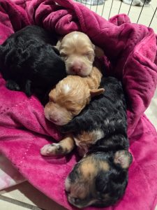 Cavoodle – Brighton-Le-Sands