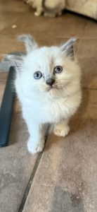 Cats – Huntingdale