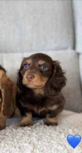 Miniature Dachshund – Jodie