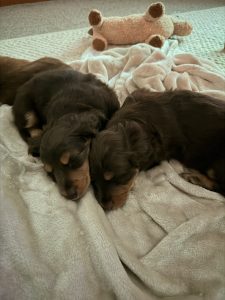 Miniature Dachshund – Seaford