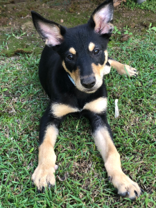 Australian Cattle Dog – Rochedale South