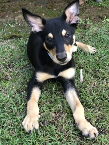 Australian Cattle Dog – Rochedale South