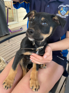 Kelpie – Raywood