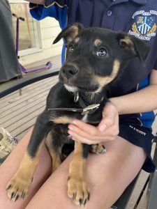 Kelpie – Raywood