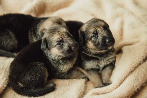 German Shepherd – Park Ridge