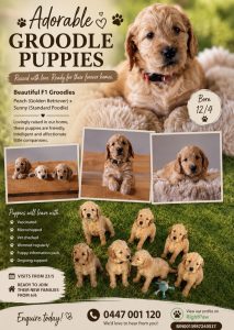 Goldendoodle – Redcliffe
