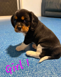 Beaglier – Gladstone Central