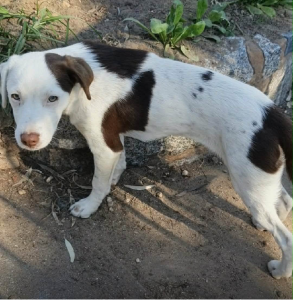 Border Collie Kelpie Cross – Thurgoona