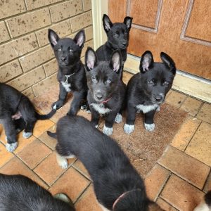German Shepherd – Rowville