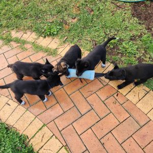 German Shepherd – Rowville