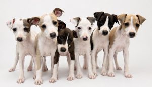 Italian Greyhound – Macksville