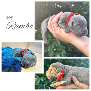 Cane Corso – Santina Nania