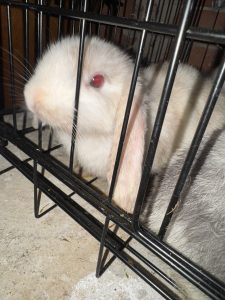 Rabbit – Glen Alpine