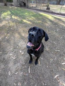 Cane Corso – Chermside