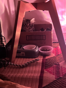 Domestic Medium Hair (DMH) – Pascoe Vale South