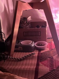 Domestic Medium Hair (DMH) – Pascoe Vale South