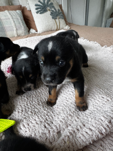 Kelpie – Ridgehaven