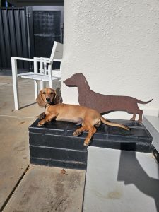Miniature Dachshund – Irymple