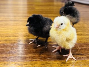 Chicken – Ringwood North