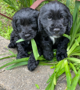 Cocker Spaniel – Smiths Beach