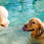 Clever Pet Products for Dogs and Cats