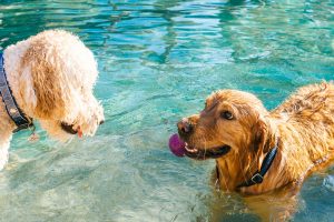 Clever Pet Products for Dogs and Cats