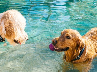 Clever Pet Products for Dogs and Cats