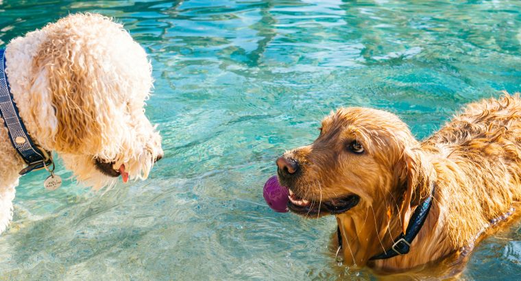 Clever Pet Products for Dogs and Cats
