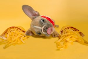pug with french fries