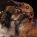 crossbreed dogs