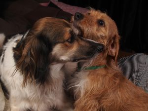 crossbreed dogs