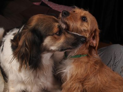 Purebred vs Crossbreed Dogs: Which Is the Right Choice for You?