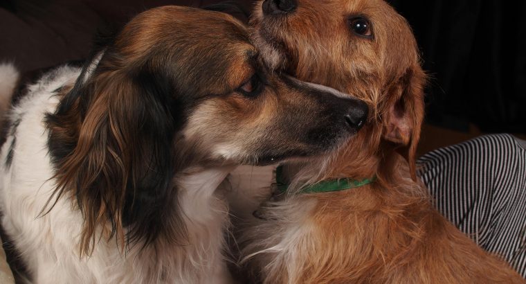 Purebred vs Crossbreed Dogs: Which Is the Right Choice for You?
