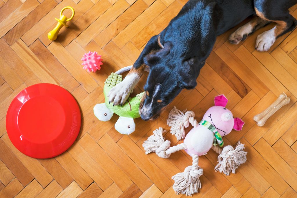 essentials for your australian dog
