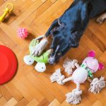essentials for your australian dog