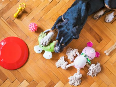 Must-Have Essentials for Your Australian Dog
