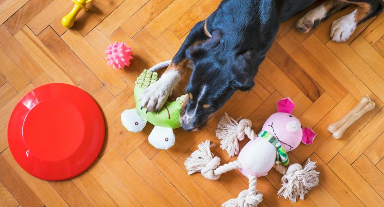 Must-Have Essentials for Your Australian Dog