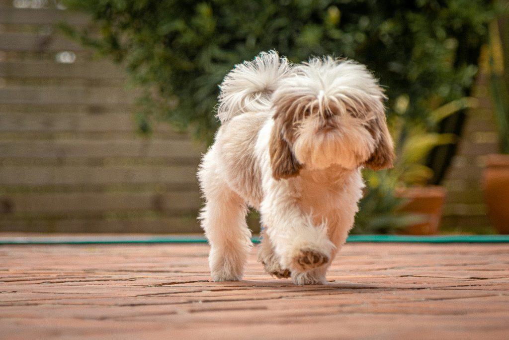Products for Australian Apartment Dogs