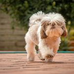 Products for Australian Apartment Dogs