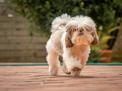 Useful Products for Australian Apartment Dogs