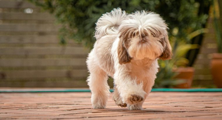Useful Products for Australian Apartment Dogs