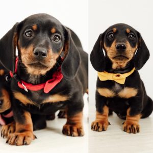 Dachshund – Warrnambool