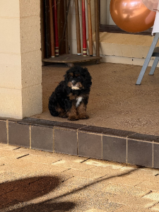Cavoodle – Dubbo