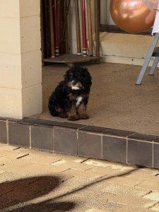 Cavoodle – Dubbo