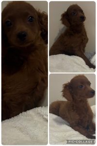 Cavoodle – Glenhaven