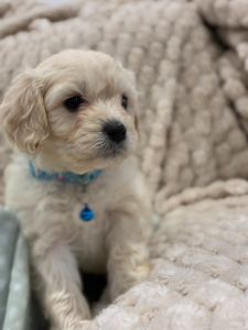 Cavoodle – Shepparton
