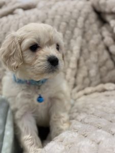 Cavoodle – Shepparton