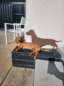 Miniature Dachshund – Irymple