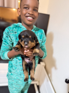 Rottweiler – Hilton