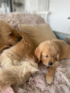 Golden Retriever – Woolgoolga